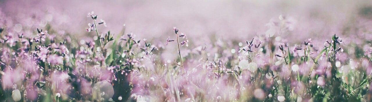 SendFlower.ru - Международная доставка цветов